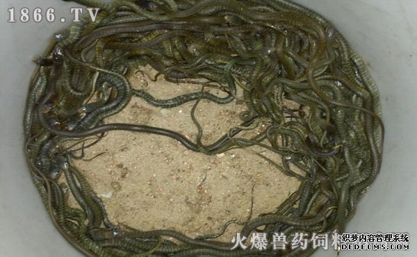 水律蛇養(yǎng)殖新技巧揭秘，高效養(yǎng)殖方法與實(shí)用操作指南