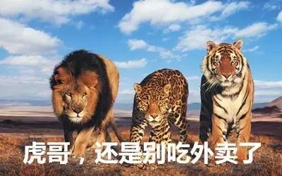 最新虎獅，學(xué)習(xí)變革的力量，自信與成就感的崛起之路