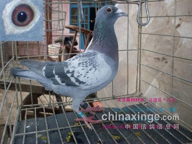 最新臺鴿翱翔夢想，學(xué)習(xí)鑄就自信之翼