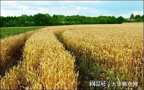 今天小麥最新價格行情，變化中的機遇與自我成長潛力探索